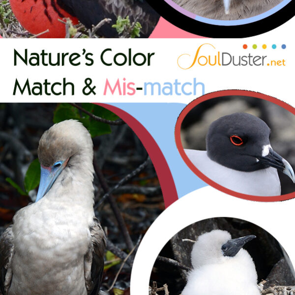 Nature's Color Match or Mis-match