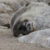 Weddell Seal Antarctic 1