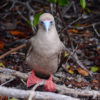 Red-Footed Booby Galapagos