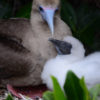 Red-Footed Booby with Chick Galapagos